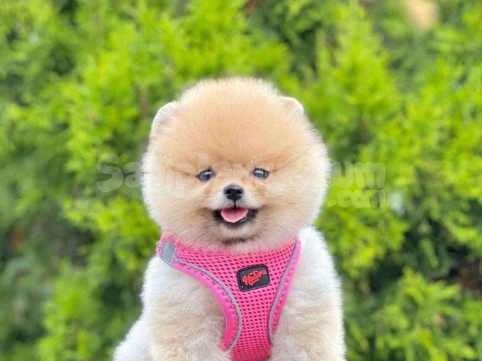 Safkan Pomeranian Boo Bebekler