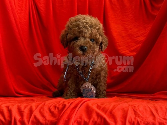 Safkan Toy Poodle Mini Bebekler
