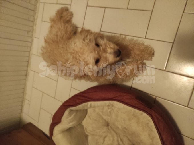 Aşırı Insan Düşkünü Asla Isirmayan Ve Cok Akilli Toypoodle