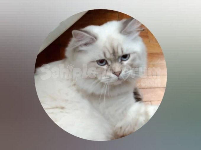 British Longhair Beyaz Kedi 3 Yaş