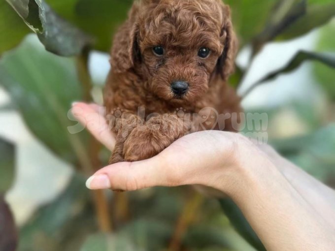 Sevimli Molly Toy Poddle Cinsi 2.5 Aylık Dişi