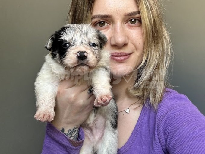 Eğitim Okulumuzdan Border Collie Yavruları