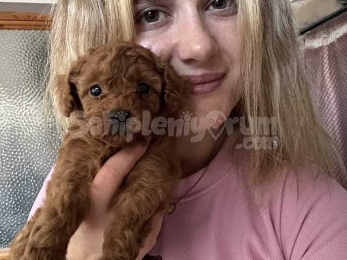 Eğitim Okulundan Toy Poodle Yavruları