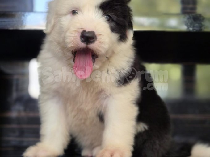 Ingiliz Çoban Köpegi Bobtail Erkek Ve Disi Yavrular