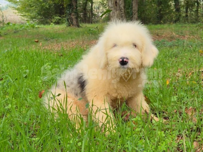 Sheepadoodle Erkek Disi Türkiye De Tek Ureticiden