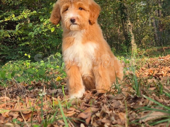Labradoodle Orjinal Asili Saglikli Yavrular