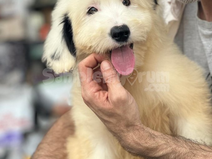 Sheepadoodle Dev Cocuklar Erkek Ve Dişi Secenegi