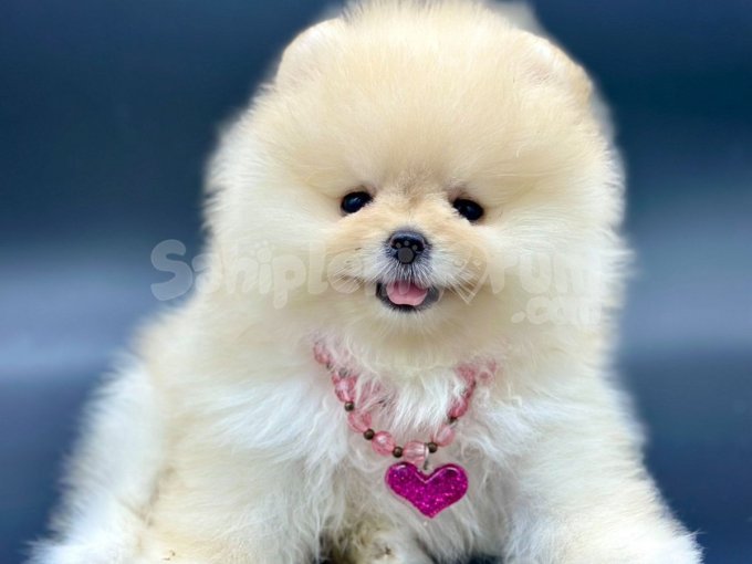 Sevimli Pomeranian Boo Bebekler