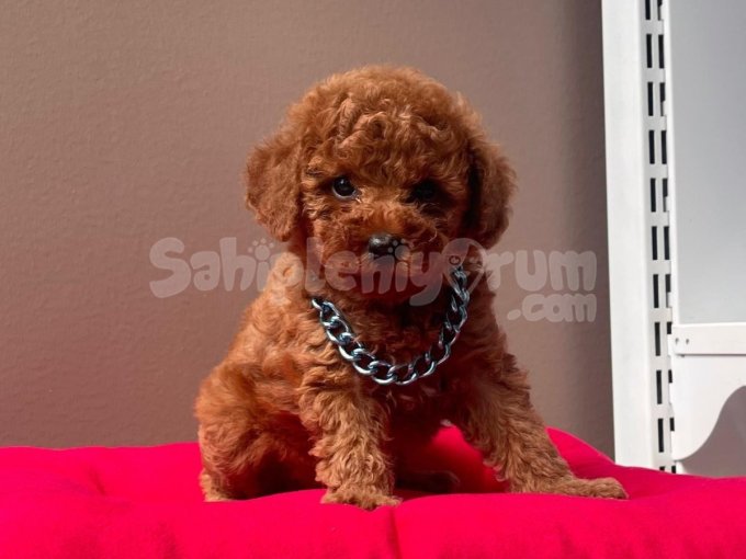 Safkan Toy Poodle Bebeklerimiz