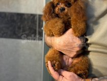 Kore Micro Teacup Toy Poodle Yavrulari