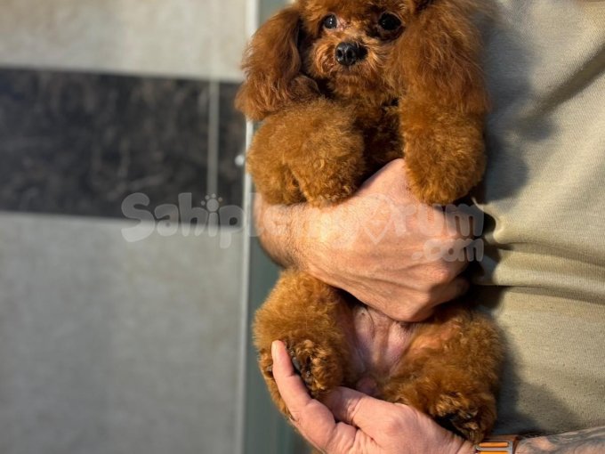 Kore Micro Teacup Toy Poodle Yavrulari