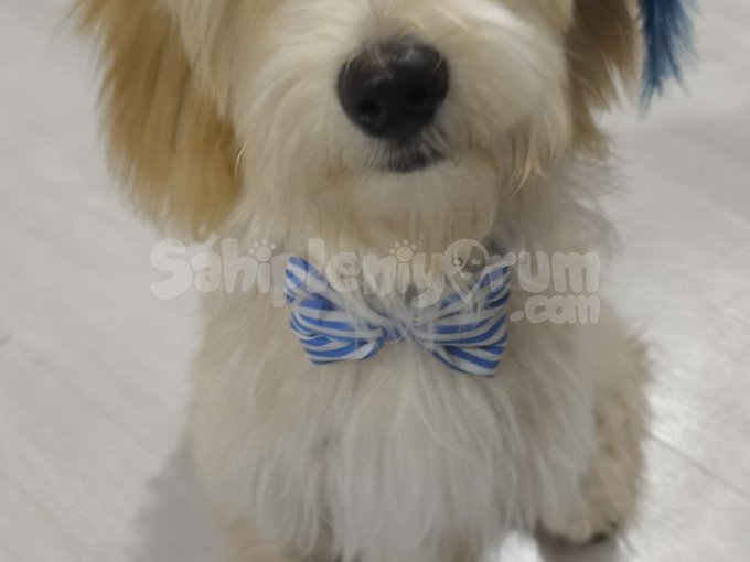 Maltipoo 6 Aylık Ücretsiz Sahiplendirme