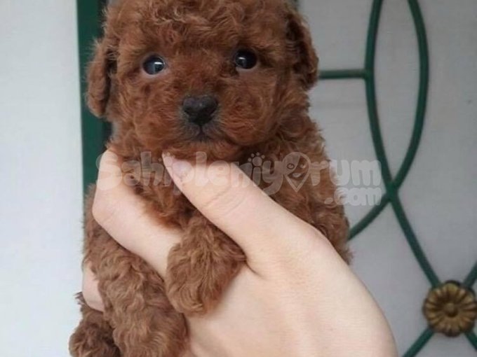 Sevimli Toy Poodle Yavrularımız