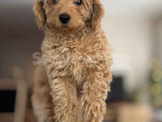 3 Aylık Toy Poodle Erkek, Eğitimli