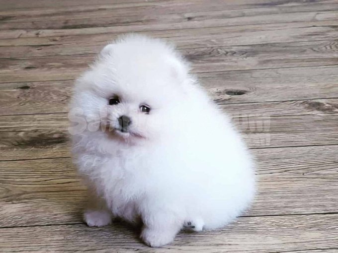 Teddy Bear Pomerani̇an Yavrulari