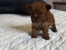 Orjinal Irk Ve Sağlık Garantili Sevimli  Poodle Yavruları