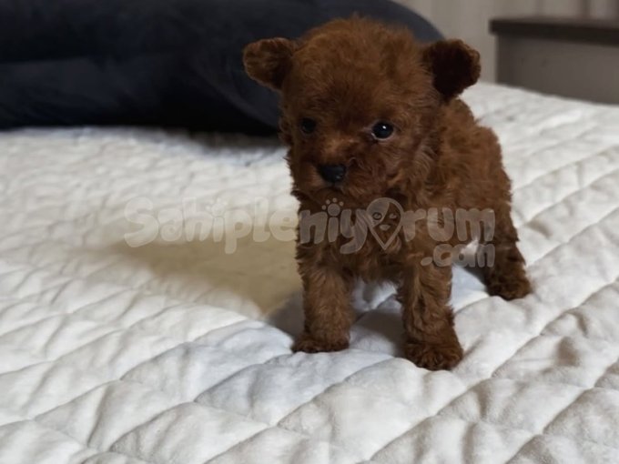 Orjinal Irk Ve Sağlık Garantili Sevimli  Poodle Yavruları