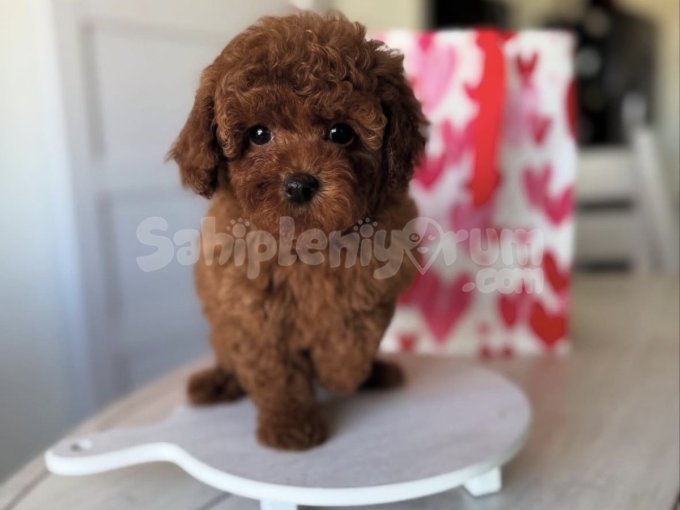 Birbirinden Tatlı Toy Poodle Yavrular