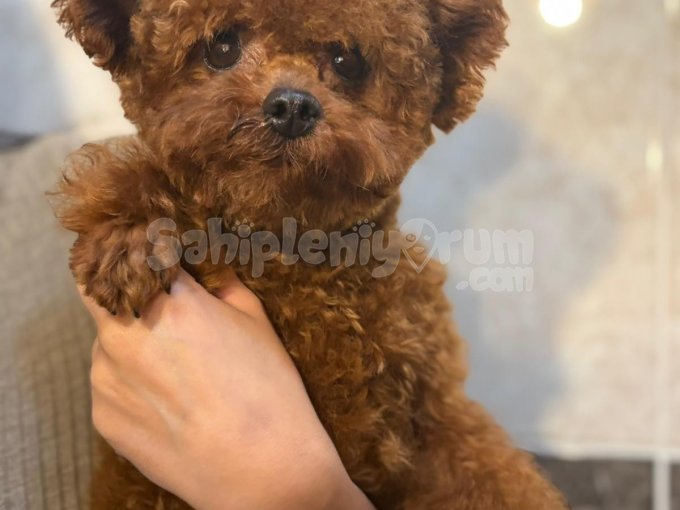 Sevimli Sağlık Garantili Toy Poodle Yavruları