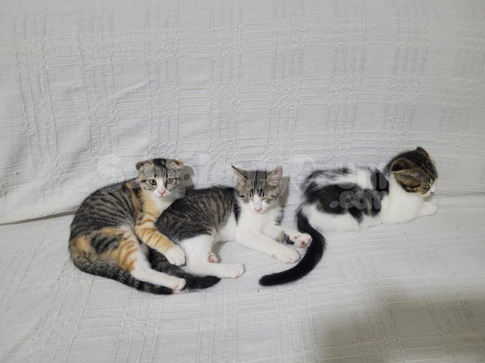 3 Aylik Yavru Kedi̇ler 3Üde Sahi̇plendi̇ri̇lcek Ücretsi̇z