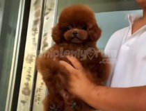 Kokmaz Tüy Dökmez Antialerjik Poodle Yavru