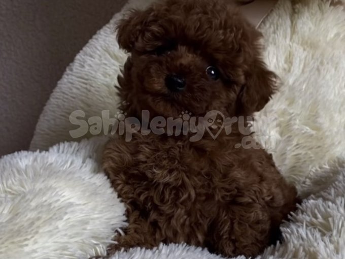 En Sevimli En Minik Toy Poodle Yavruları