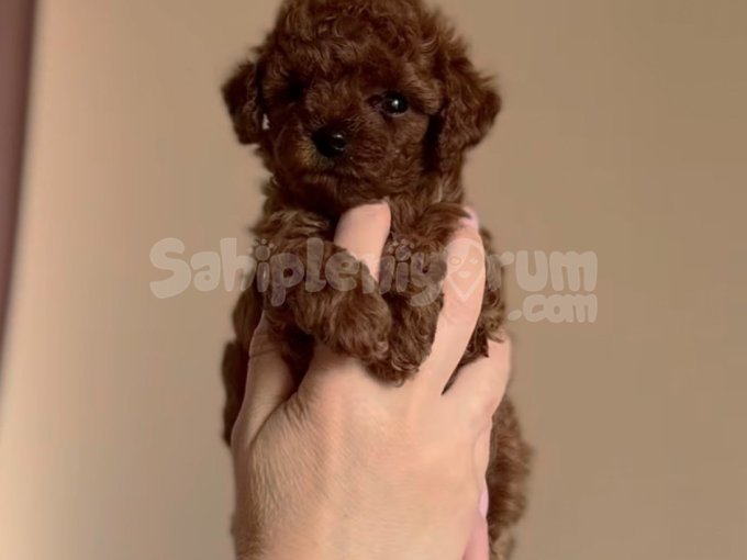 Irk Garantili Tüy Dökmez Sevimli Toy Poodle Yavruları