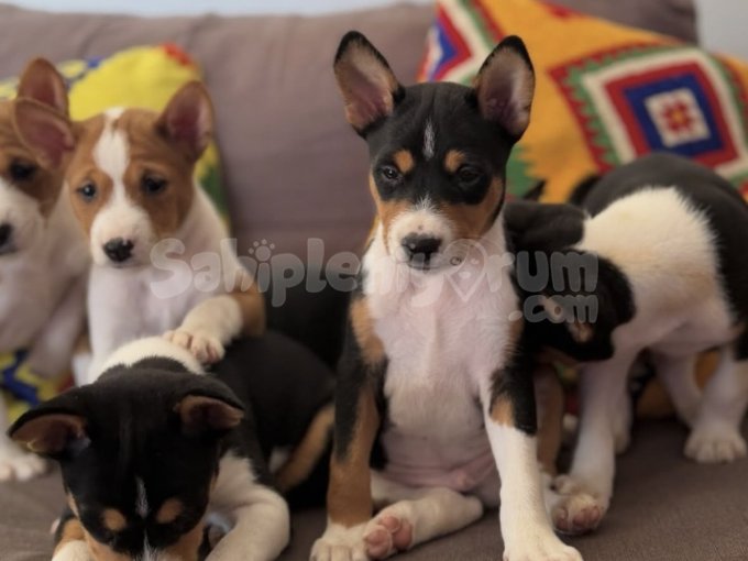 Irk Garantili Basenji Yavruları