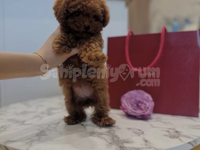 Sevimlii Toy Poodle Yavrularımız