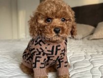 En Sevimli Poodle Yavrularımız