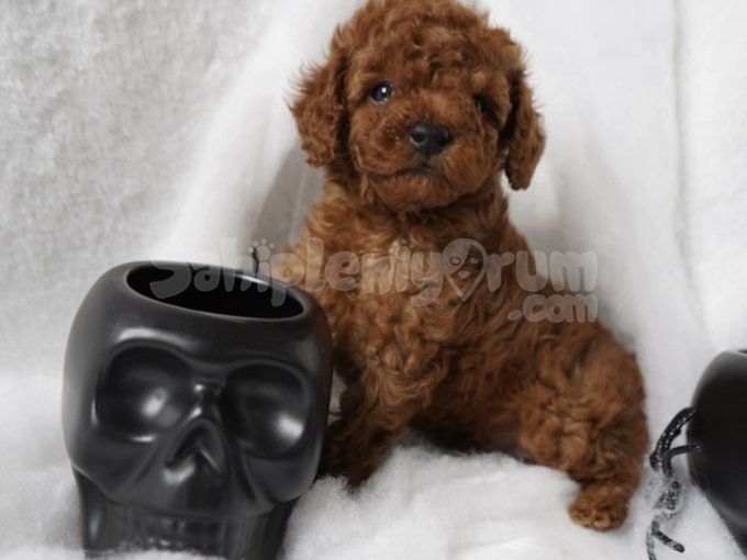 Sağlık Garantili Toy Poodle Yavruları