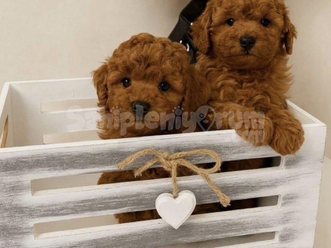 En Tatlı Irk Ve Sağlık Garantili Toy Poodle Yavrularımız