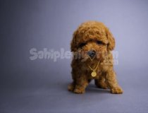 Minik Poodle Yavruları Sizlerle Tanışmayı Bekliyor