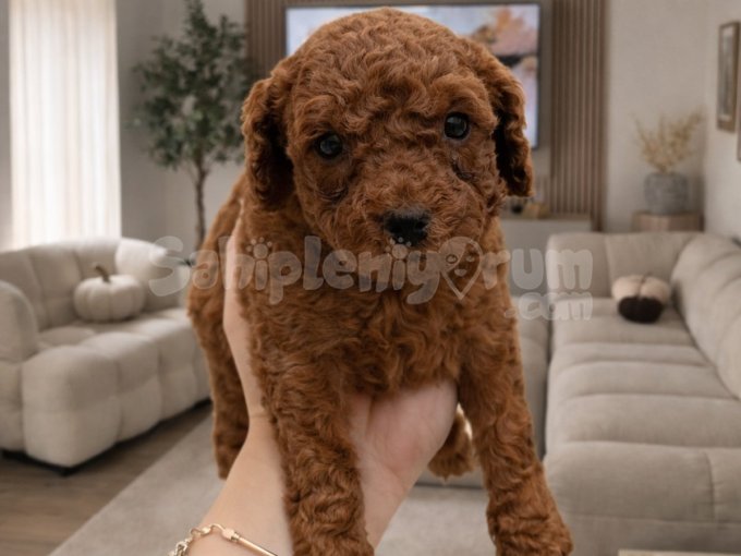 Safkan Red Brown Toy Poodle Yavrular