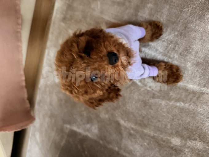 Toy Poddle Sevimli Köpeğimiz Yuva Arıyor