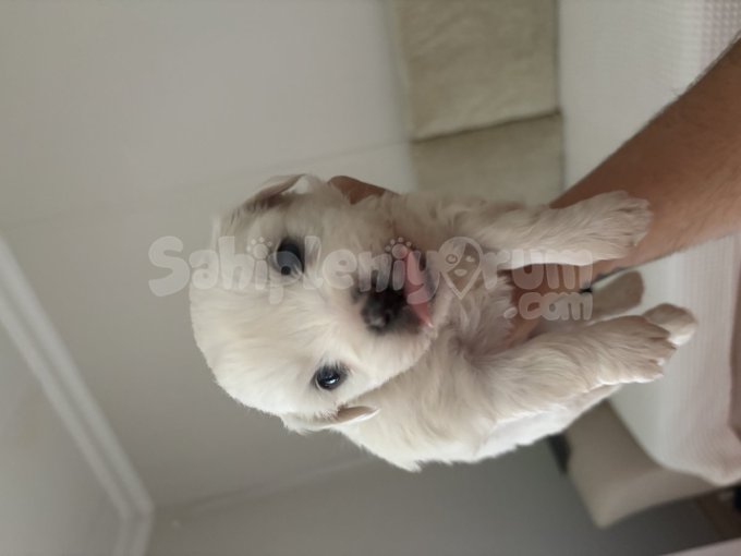 Maltenese Terrier Yavrular 4 Adet