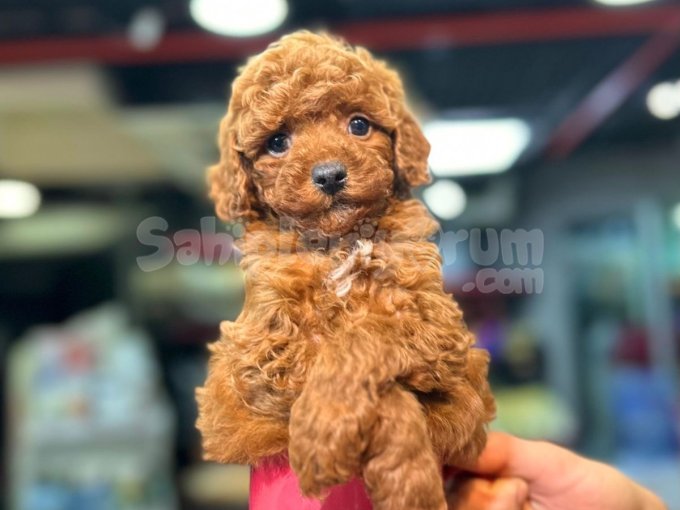 Toy Poodle Toy Poodle Toy Poodle