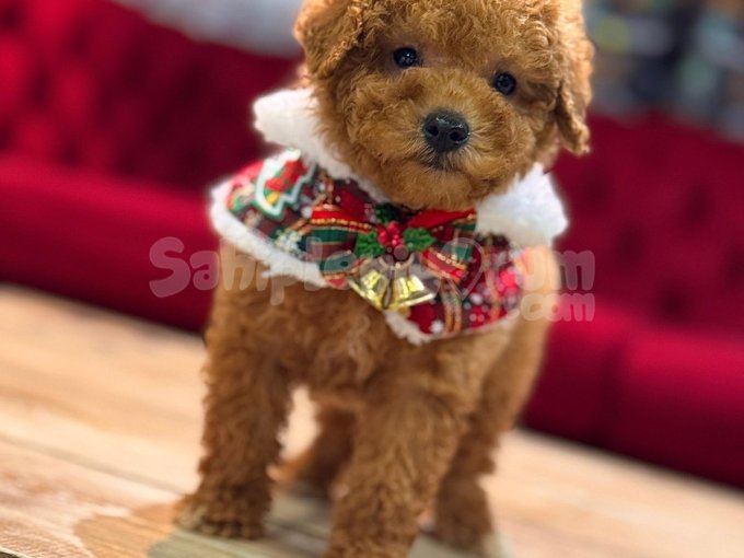 Toy Poodle Toy Poodle Toy Poodl