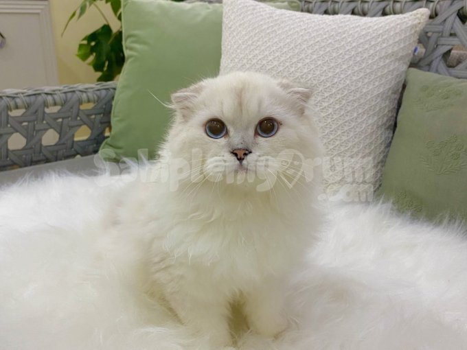 Özel Bir Scottish Fold Erkeği.