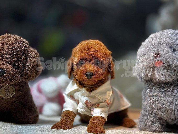 Tüy Dökmeyen Kokmayan Süs Köpeği