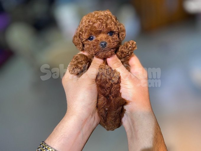 Antialerjik Kore Toy Poodle Yavrular