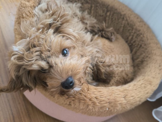 5 Aylık Maltipoo Yavrumuza Yuva Arıyoruz