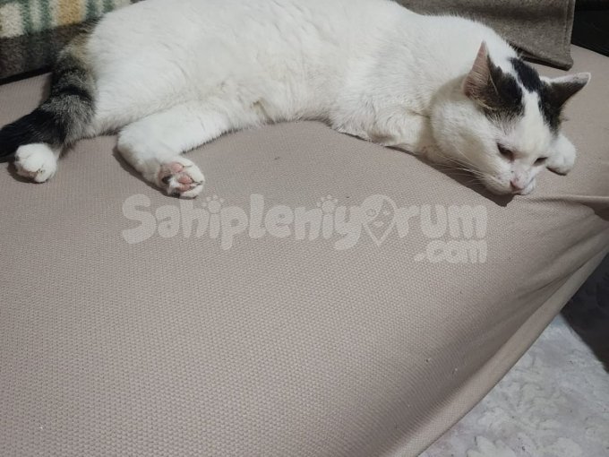Acil Ilan.. Aşısı Tam Tuvalet Eğitimi Var.. Dişi..