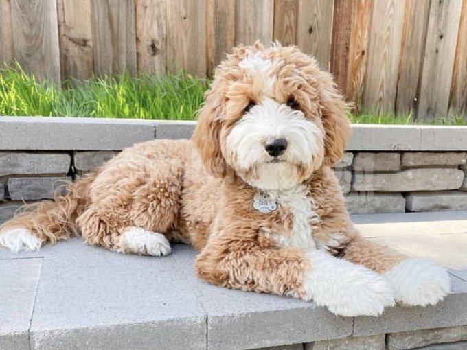 Çok Tatlı 6 Aylık Poodle,  Erkek