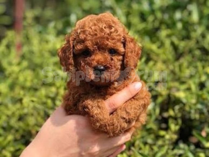 Toy Poodle Yavrularımızzz Bebek
