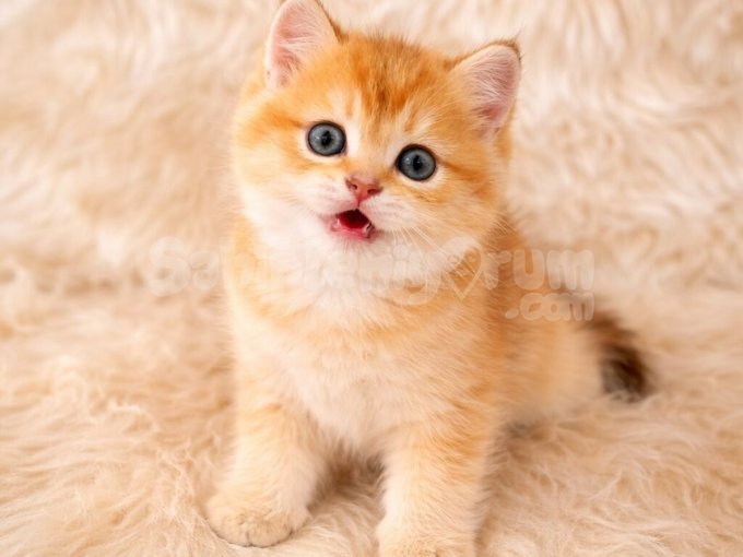 British Shorthair Harika Yavrular