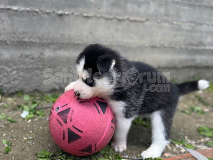 Sibirya Kurdu Yavru Husky Dişi