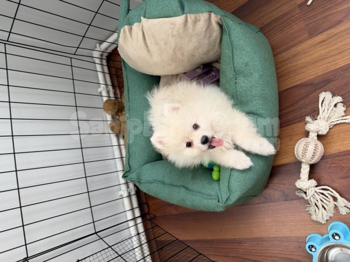Pomeranian Boo 3 Aylık Sevimli Yavrumuz