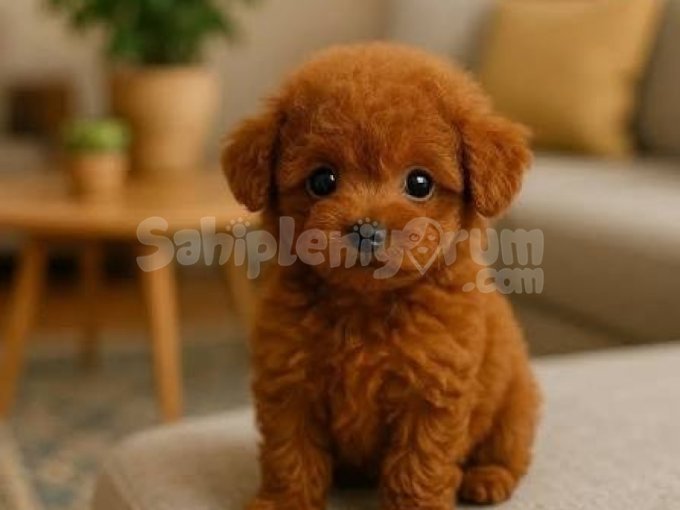 Orjinal Toy Poodle Yavrularımm