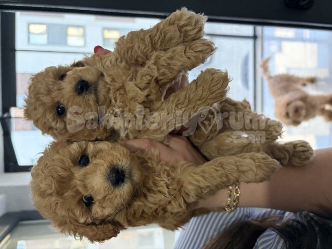 Toy Poodle Bebeklerimiz. 3 Erkek 1 Dişi